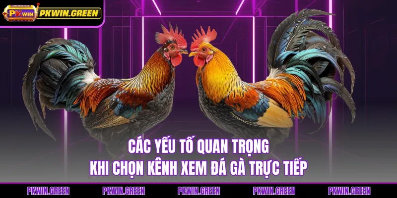 Các yếu tố quan trọng khi chọn kênh xem đá gà trực tiếp